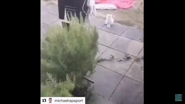 长得像奶奶的猫